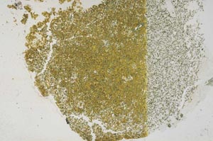 Plane Polarized, S57934