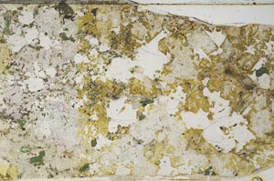 Plane Polarized, S57937/A