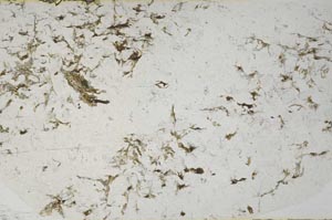 Plane Polarized, S57992