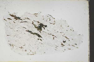 Plane Polarized, S58006