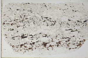 Plane Polarized, S58031