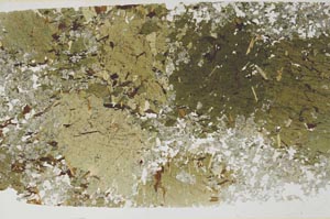 Plane Polarized, S58034