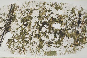 Plane Polarized, S58105