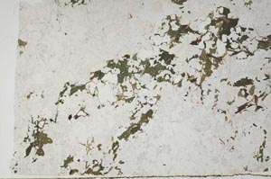 Plane Polarized, S58143