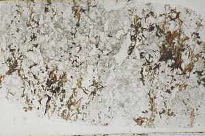 Plane Polarized, S58170