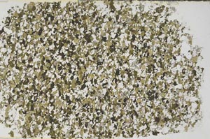 Plane Polarized, S58176