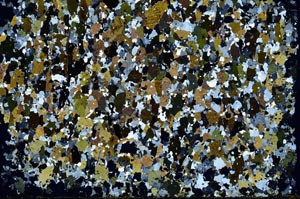 Cross Polarized, S58185