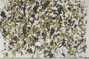 Plane Polarized, S58185