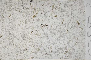 Plane Polarized, S58353