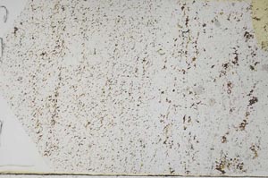 Plane Polarized, S58359