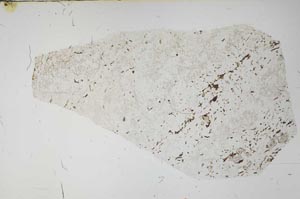 Plane Polarized, S58375