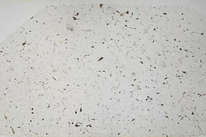 Plane Polarized, S58397