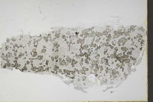 Plane Polarized, S58556