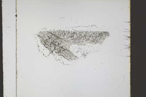 Plane Polarized, S58560