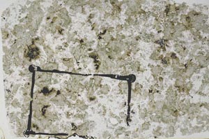 Plane Polarized, S58589