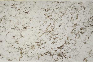 Plane Polarized, S58637