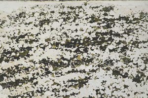 Plane Polarized, S58661