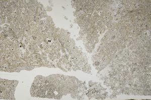 Plane Polarized, S58675