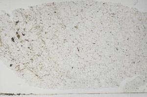 Plane Polarized, S58754