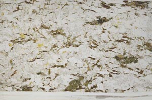 Plane Polarized, S58825