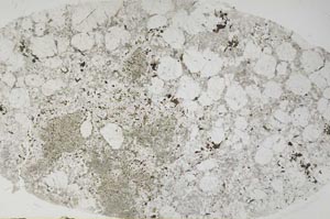 Plane Polarized, S59040/A