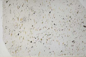 Plane Polarized, S59064