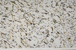 Plane Polarized, S59075