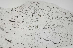 Plane Polarized, S59076