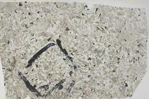 Plane Polarized, S59121