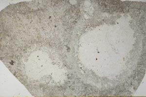 Plane Polarized, S59131