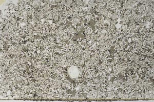 Plane Polarized, S59170