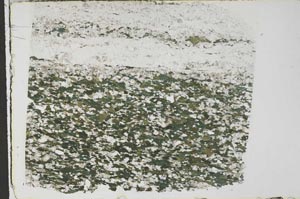 Plane Polarized, S59200