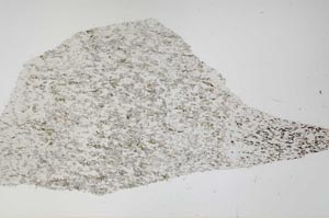 Plane Polarized, S59212