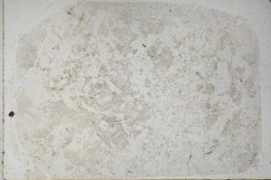 Plane Polarized, S59221