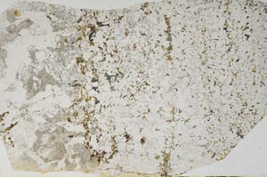 Plane Polarized, S59223