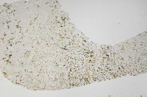 Plane Polarized, S59225