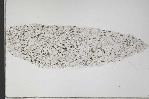 Plane Polarized, S59234