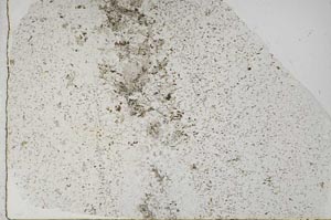 Plane Polarized, S59243