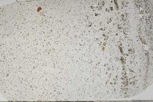 Plane Polarized, S59245