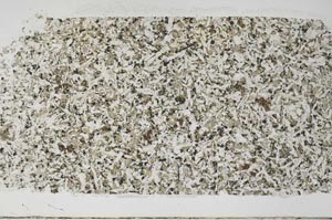 Plane Polarized, S59255