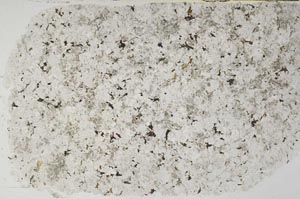 Plane Polarized, S59299
