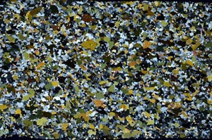 Cross Polarized, S59301