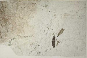 Plane Polarized, S59383