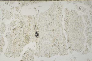 Plane Polarized, S59386