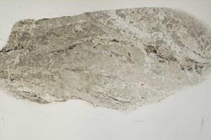 Plane Polarized, S59406