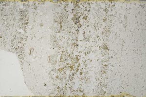 Plane Polarized, S59453