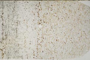 Plane Polarized, S59468