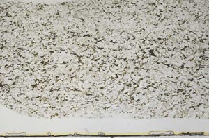 Plane Polarized, S59470