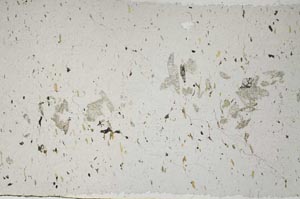 Plane Polarized, S59473