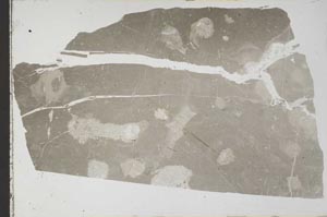 Plane Polarized, S59535